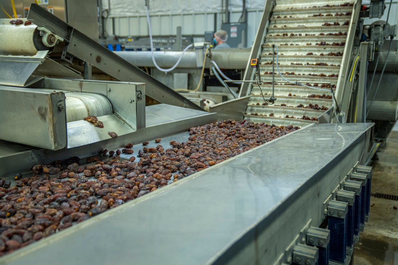 Industrial machinery sorting dates on a production line in a factory.