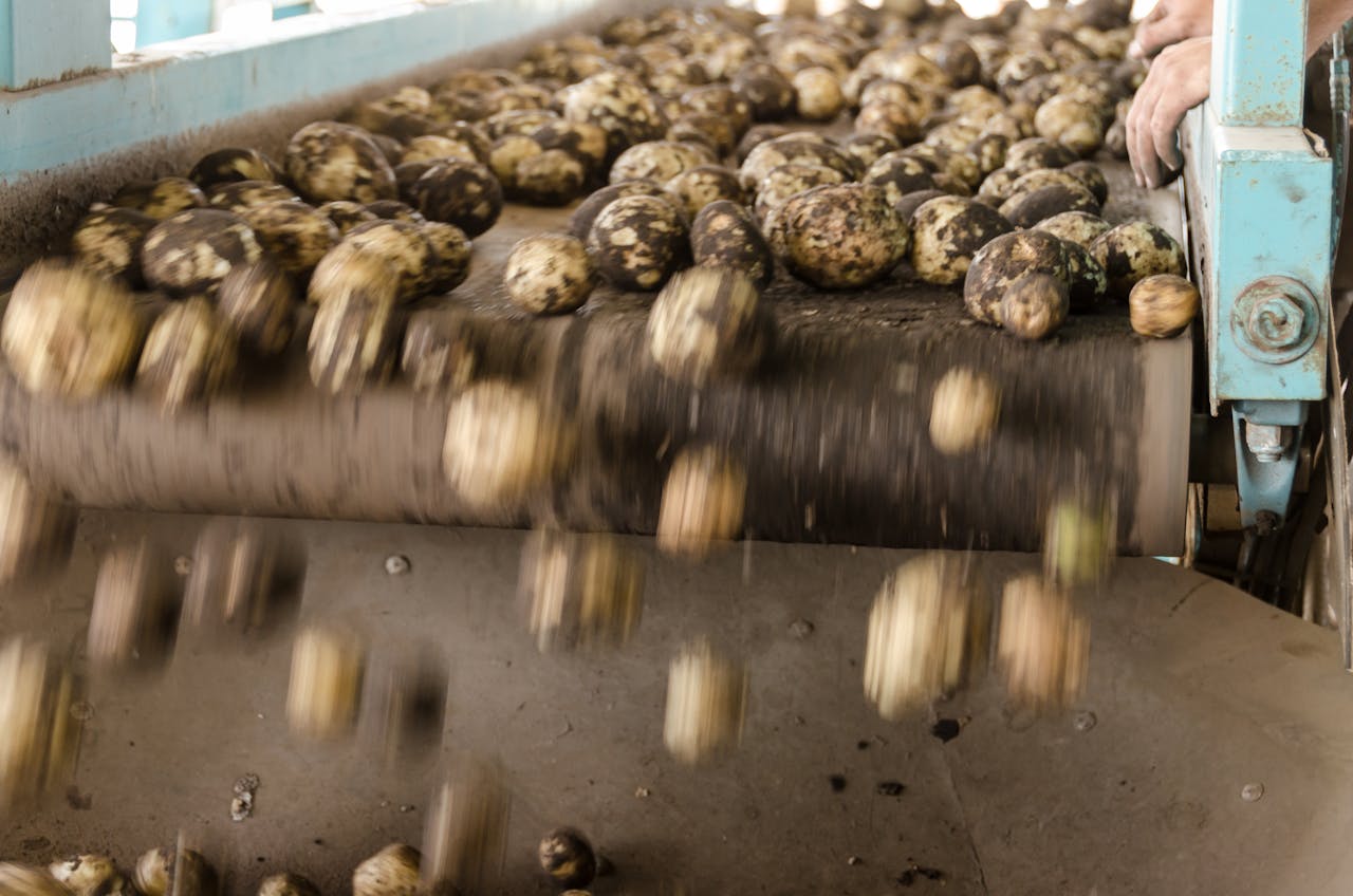 Dynamic close-up of potatoes rolling off an industrial conveyor belt inside a farming facility.